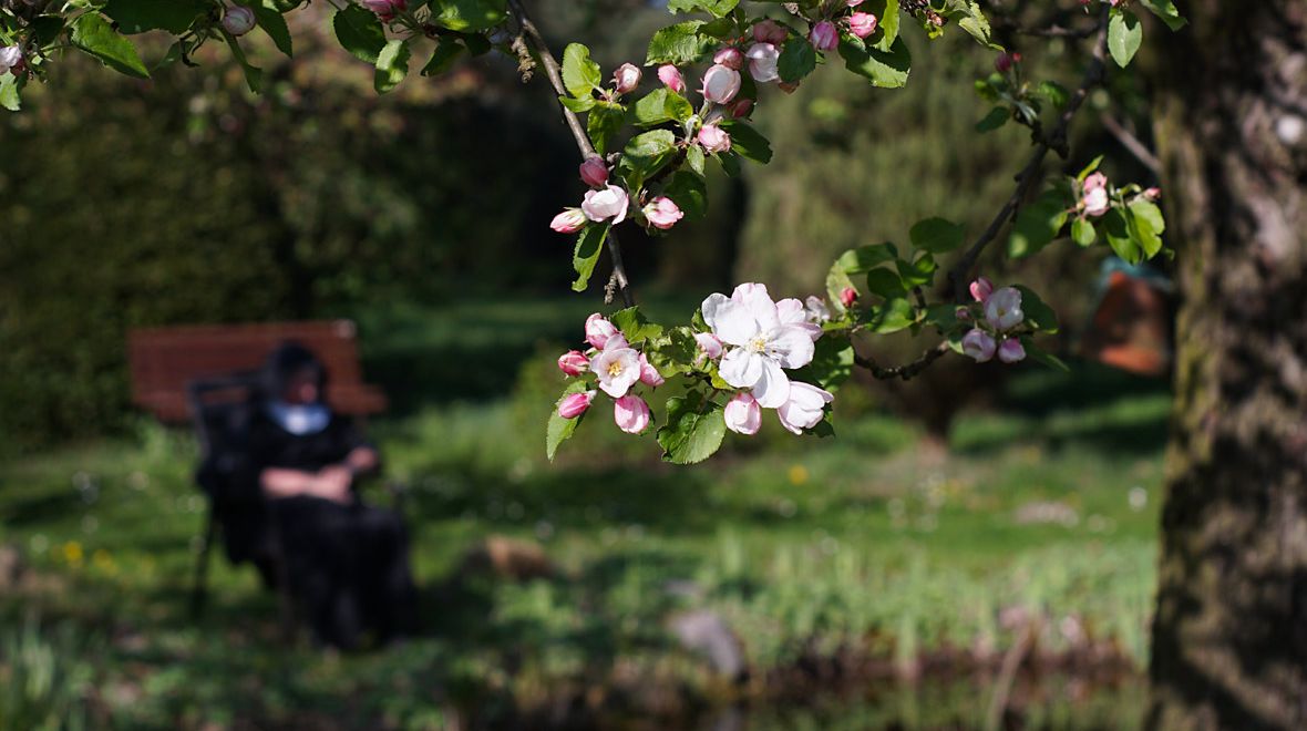 Apfelblüte im Klostergarten