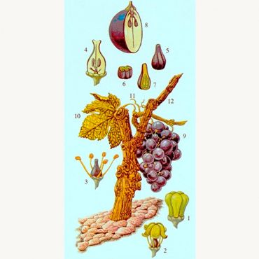 Botanischze Skizze vom Wein
