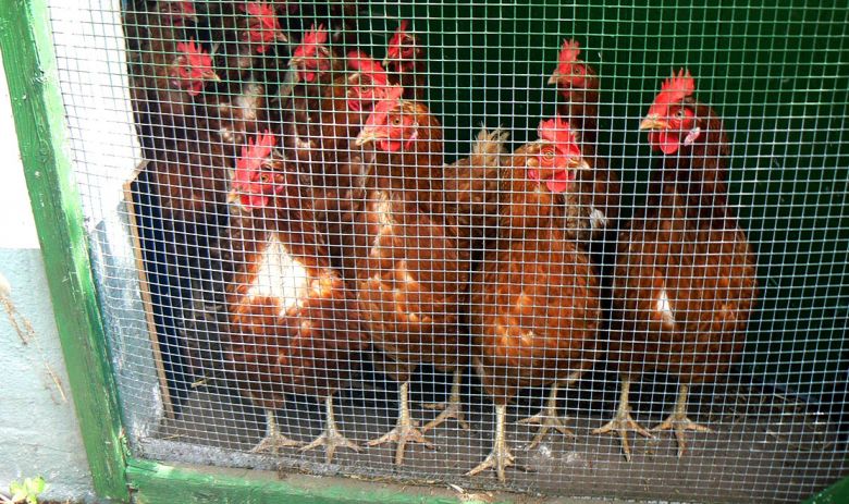 Hühner am Gitter