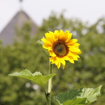 Sonnenblume im Klostergarten