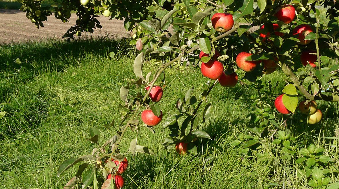 Reife Äpfel im Klostergarten