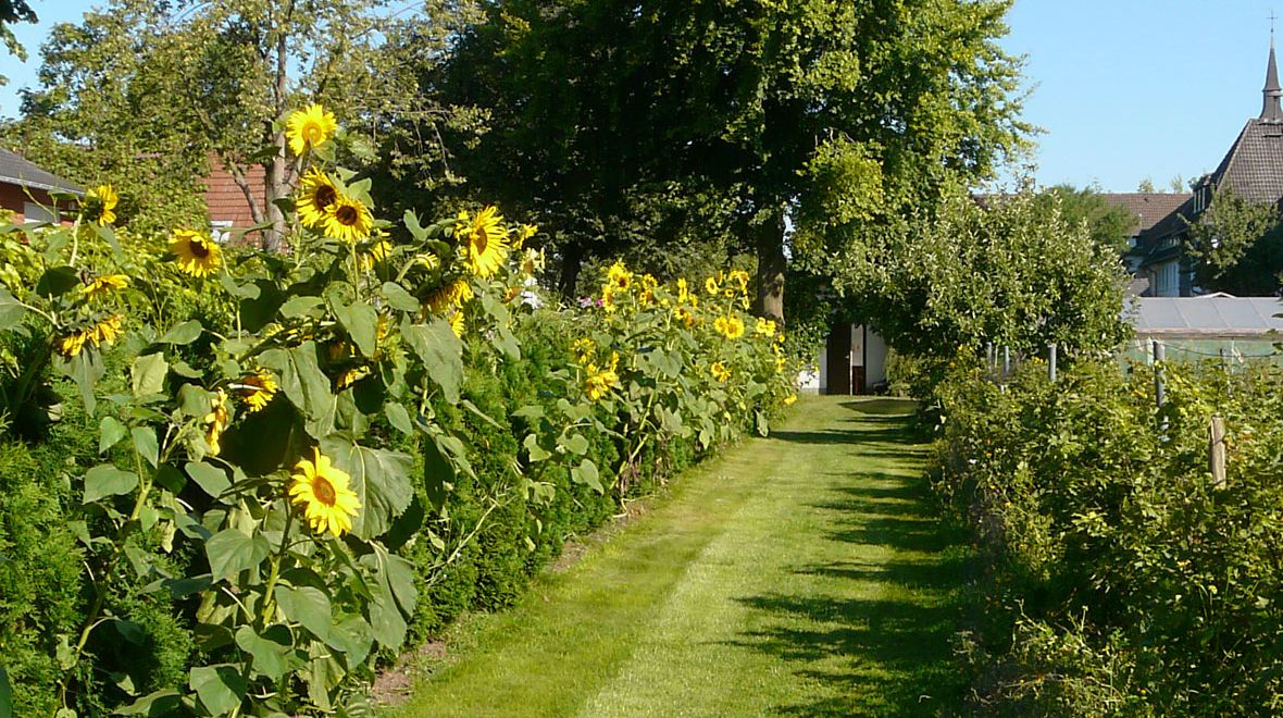 Sonnenblumen im Klostergarten